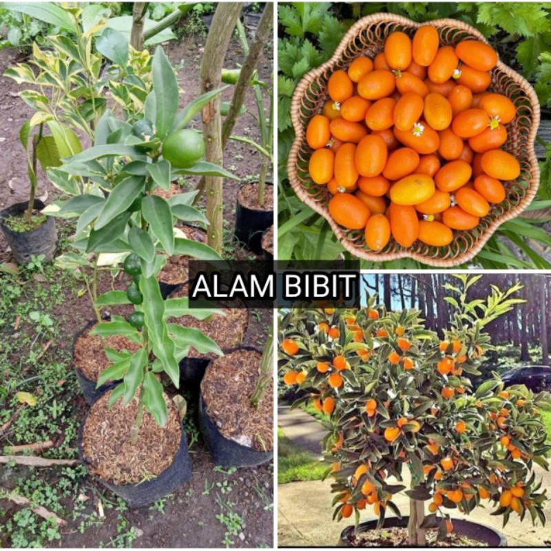 Jual Bibit Jeruk Kimkit Madu Kondisi Berbuah Lebat Shopee Indonesia