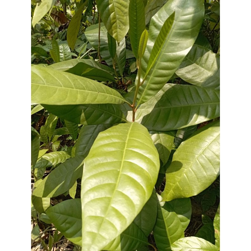 Jual Daun campolay atau daun campoleh segar 500gram | Shopee Indonesia