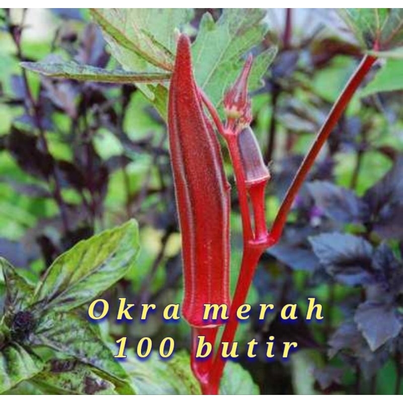 Jual benih/biji okra merah paket (100 biji) | Shopee Indonesia