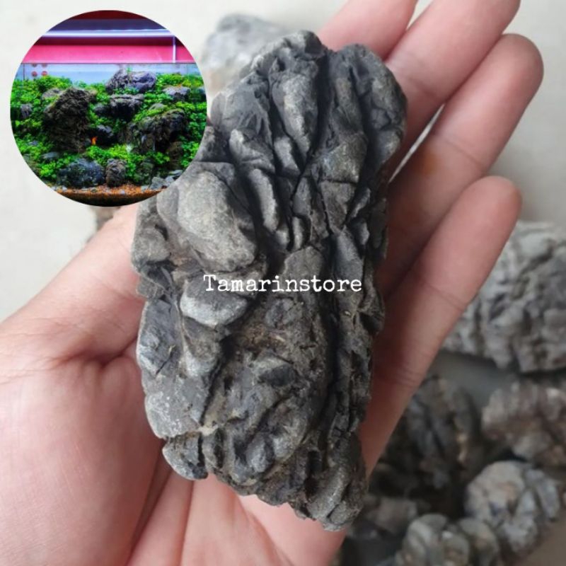 Jual Batu Turly Batu Hias Dekorasi Aquascape Aquarium Turli Stone ...