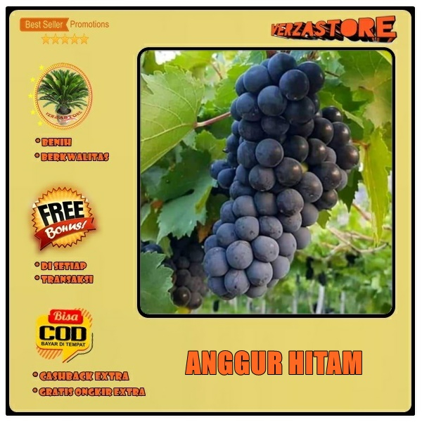 Jual Biji Benih Bibit Buah Anggur Hitam Anggur Black Wine Grape Unggul ...