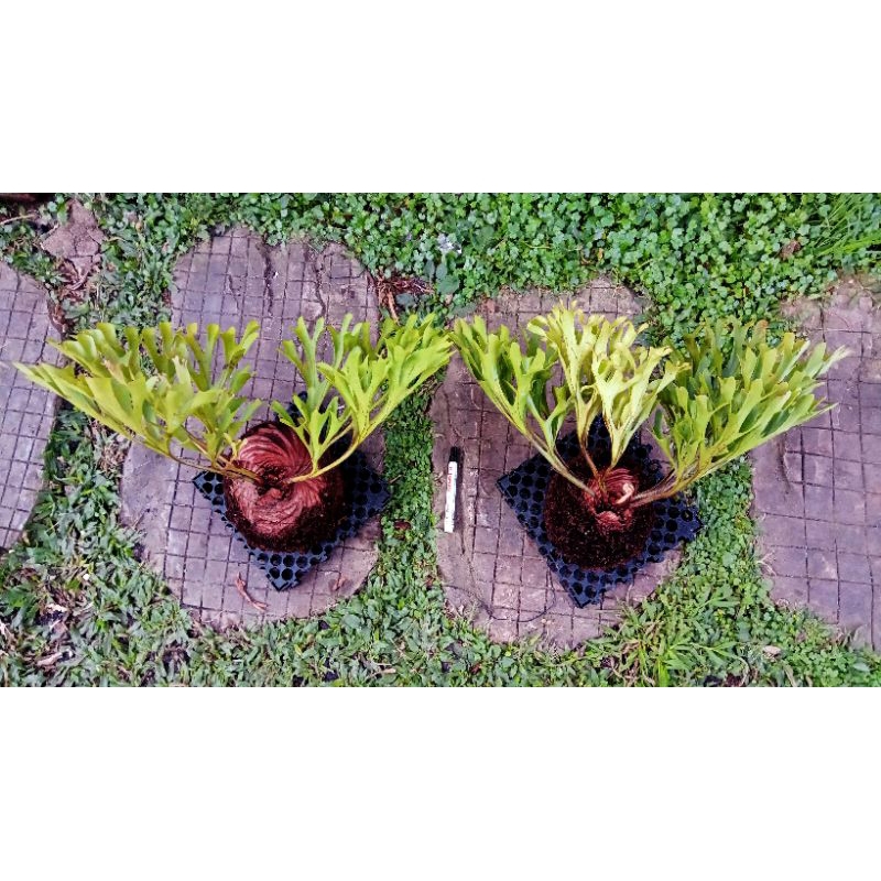 Jual Platycerium Ridleyi | Simbar | Tanduk Rusa | Tanaman eksotis ...