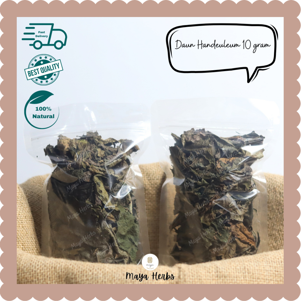 Jual Daun Ungu / Handeuleum Kering 10 gram ( Demung / Graptophyllum ...