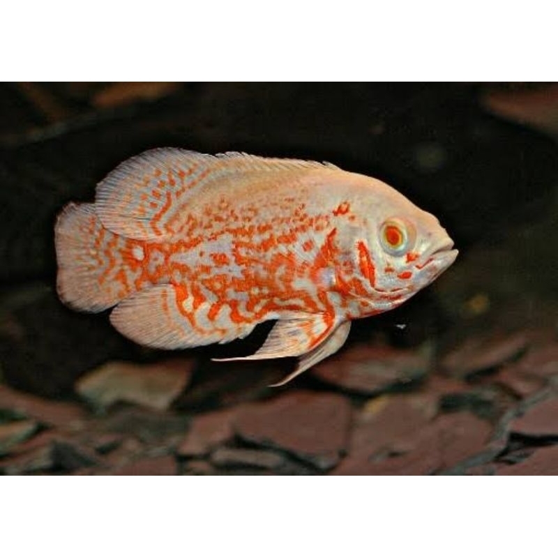 Jual Oscar batik Tiger albino | Shopee Indonesia