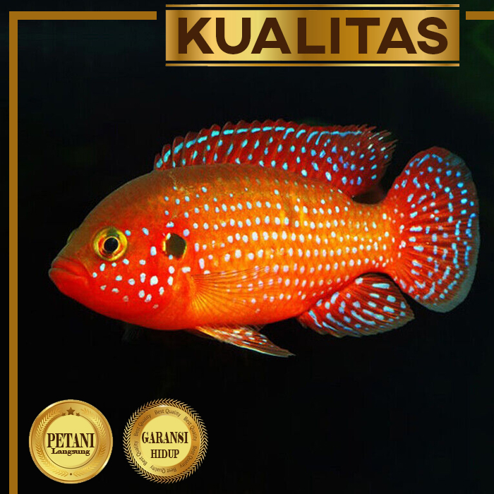 Jual Red Jewel Jumbo Cichlid Size Indukan Ikan Hias Aquascape Hiasan