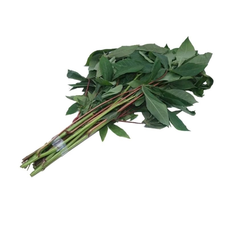 Jual Daun Singkong Per Ikat Shopee Indonesia