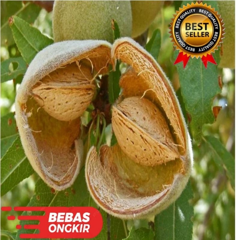 Jual Bibit Kacang Almond Tanaman Shopee Indonesia