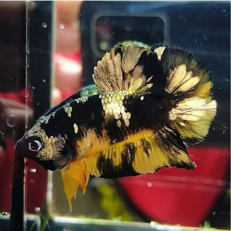 Jual YKC CUPANG YELLOW KOI COPPER ORIGINAL | Shopee Indonesia