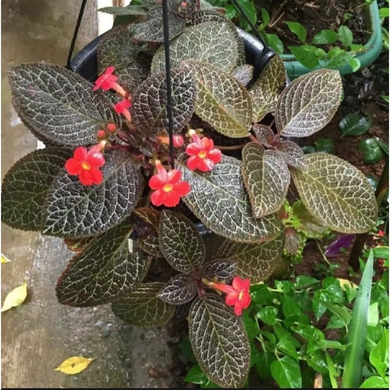 Jual tanaman hias gantung episcia beludru merah | Shopee Indonesia