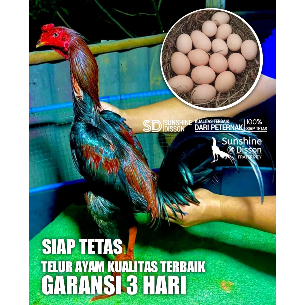 Jual Ayam Bangkok Pama Kick N Run Telur Tetas Perbutir Shopee Indonesia