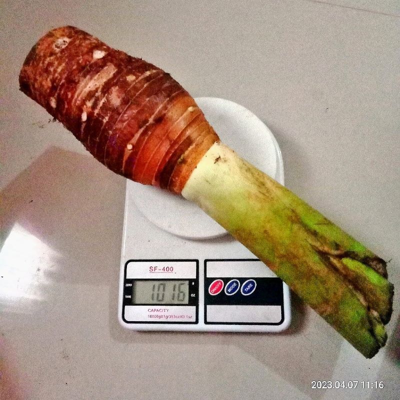 Jual [Mohon sabar + sampai jumpa dipanen berikutnya] Talas Bogor Ketan