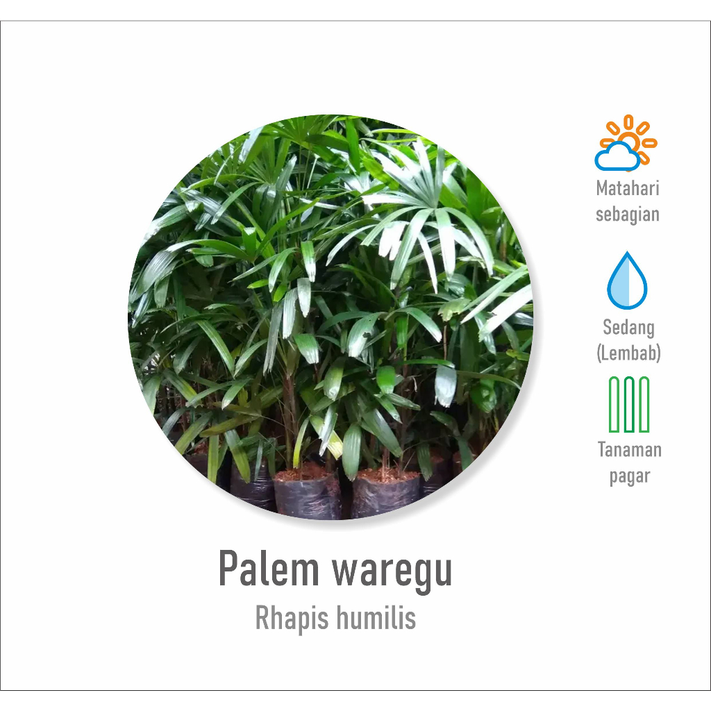 Jual Tanaman hias palem waregu I weregu regu I jari | Shopee Indonesia
