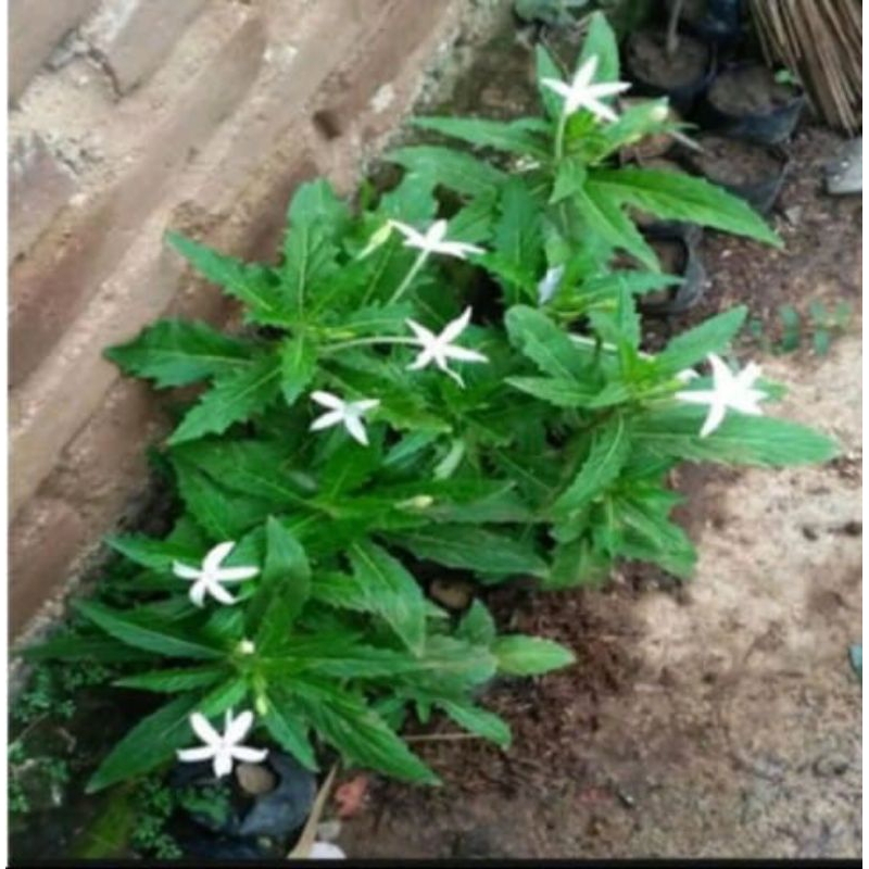 Jual TANAMAN KITOLOD,paket 5 pohon kitolod,tanaman obat macam2 penyakit ...