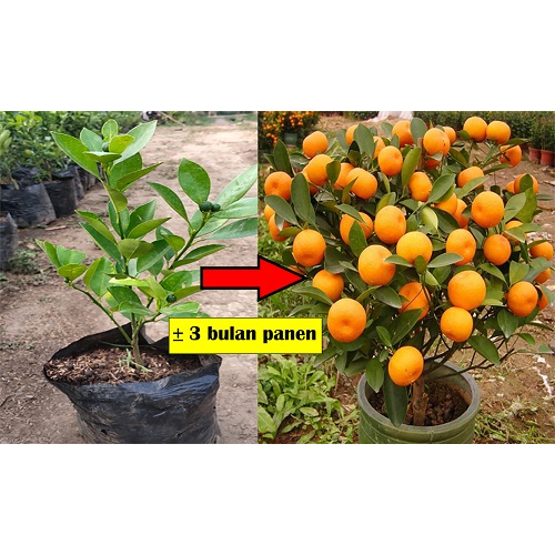 Bibit jeruk santang madu kondisi berbuah