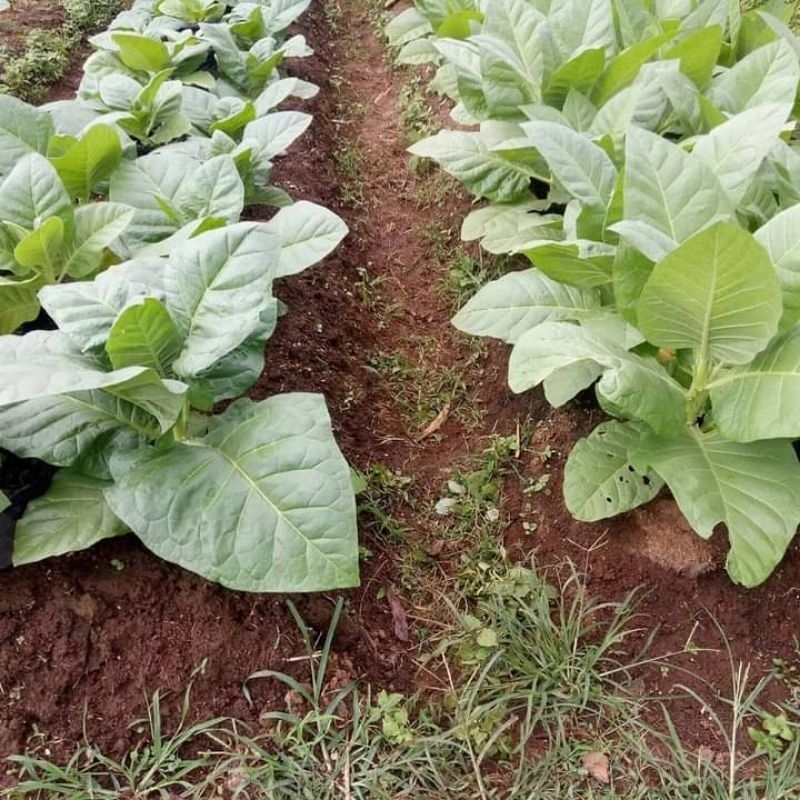 Jual ASA HydroFarm - ( Ribuan Biji ) Benih Bibit Nichotiaana Tabbacume ...