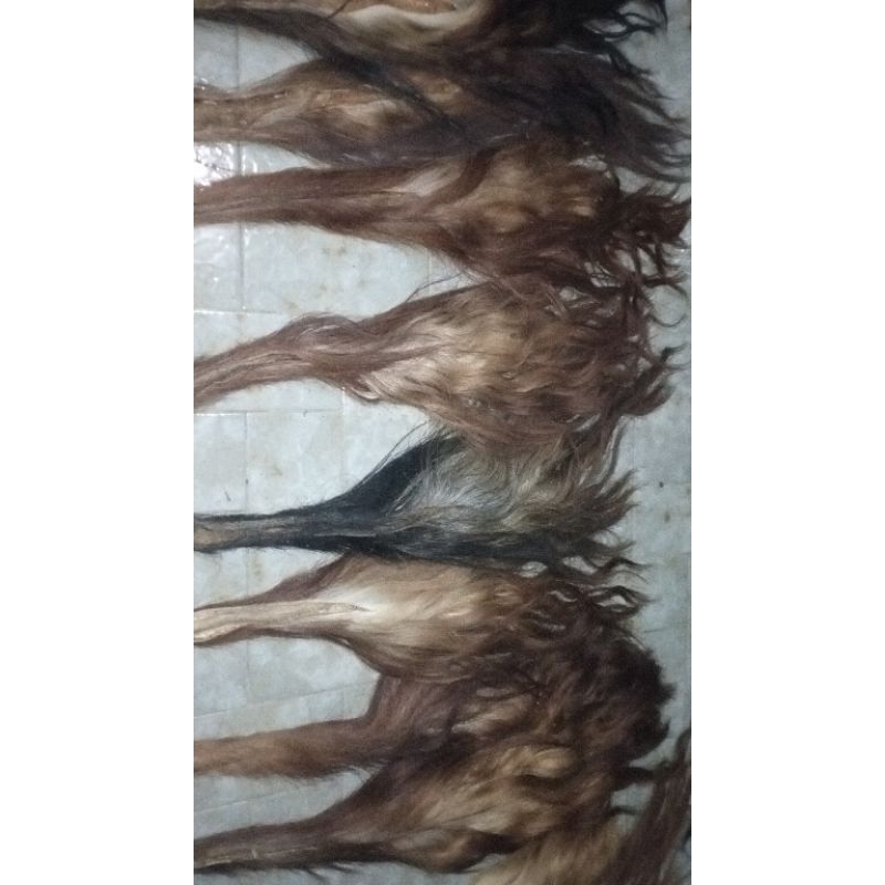 Jual BACA DESKRIPSI Rambut Ekor/Gubat/Buntut Sapi Kering Superan tanpa ...