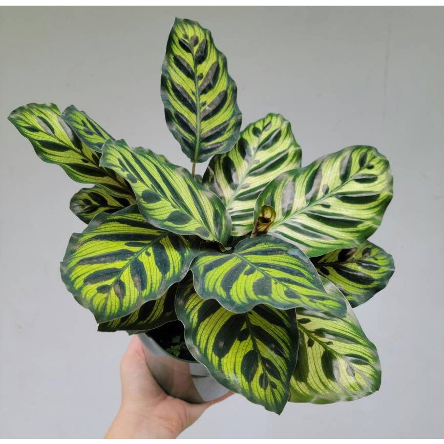 Jual Tanaman Hias Calathea Makoyana Peacock Calatea Bunga Calathea