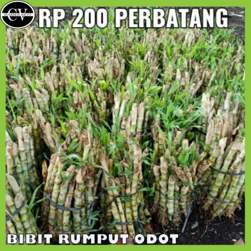 Jual Bibit Rumput Odot pakan ternak kambing dan sapi.Bibit Rumput odot ...