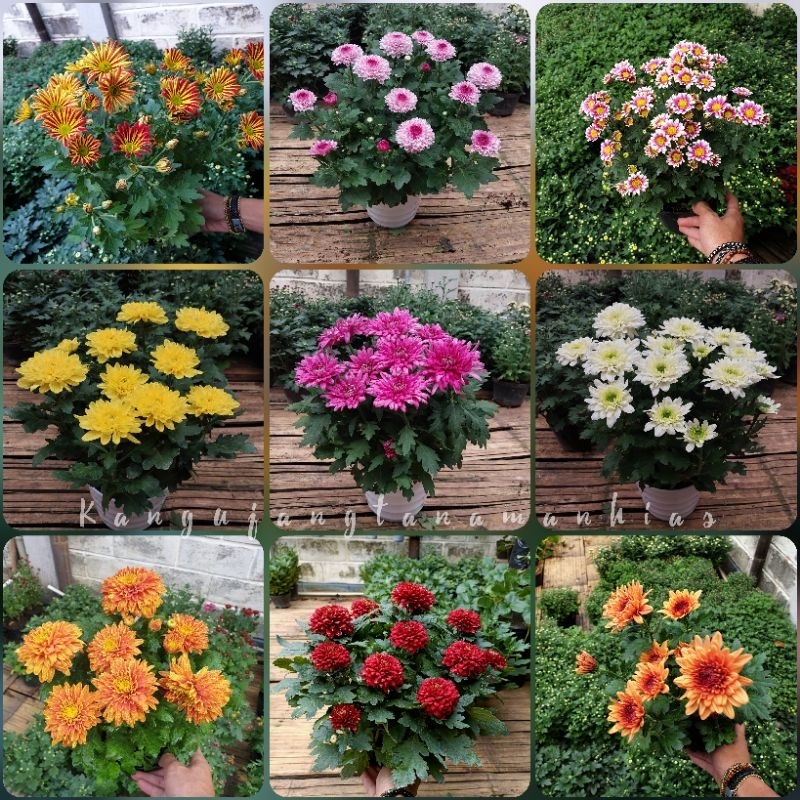 PAKET 9 WARNA KRISAN ASTER ( 9 POHON ) SUPER RIMBUN