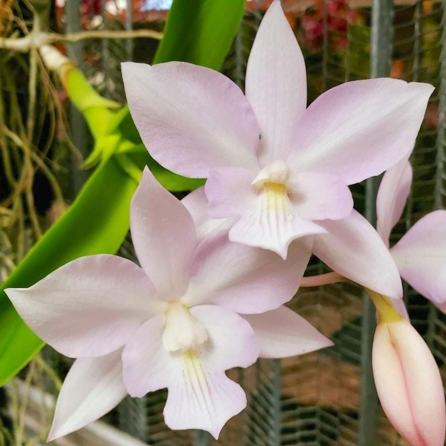 Jual Anggrek Cau. bicornutum x C. nobilior / Millie Bridgewater CATTLEYA TAIWAN remaja / dewasa