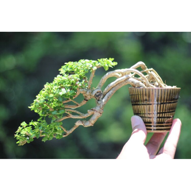 Jual Bonsai Sancang Model Expose Akar Tampil Keren Dan Unik Shopee Indonesia