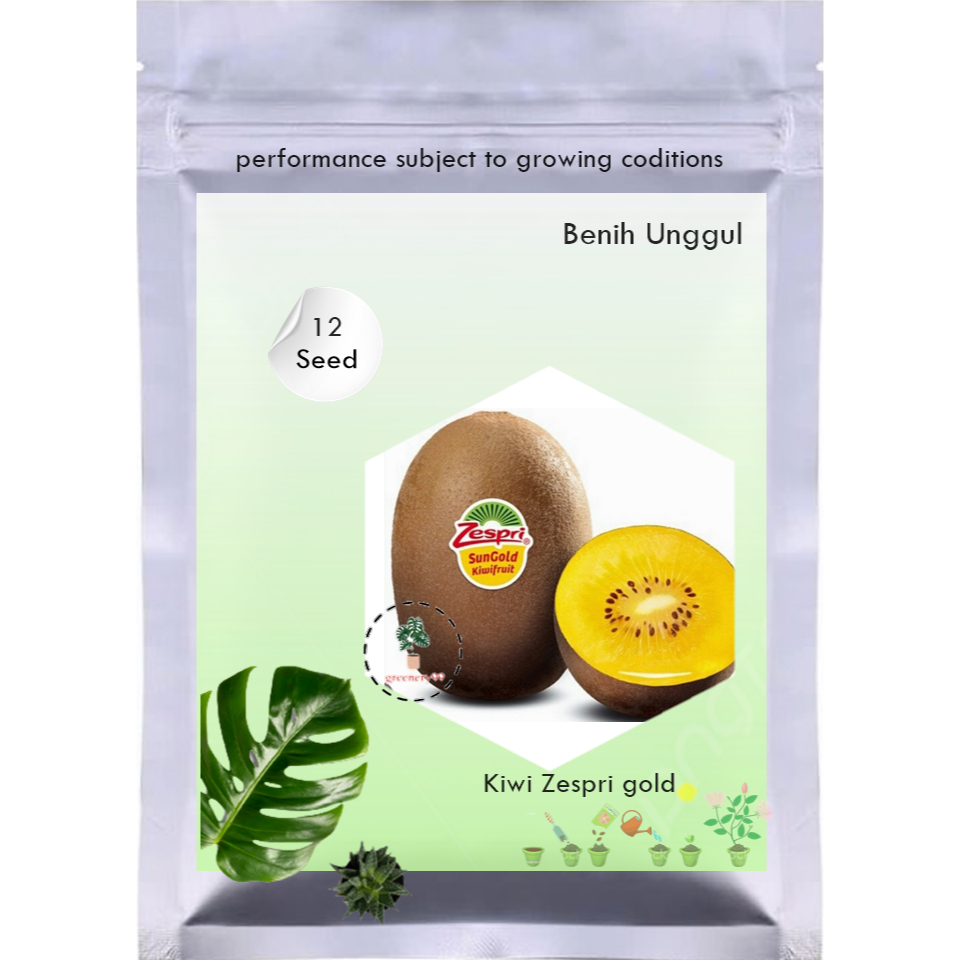 Benih Bibit Biji Super Buah Kiwi Zespri gold manis