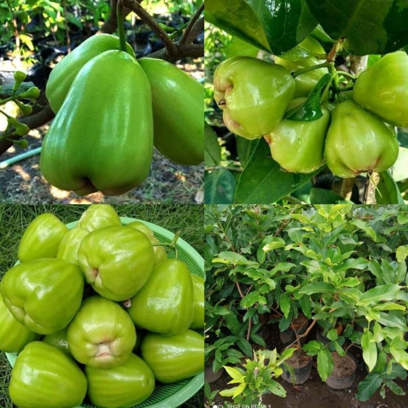 Jual Bibit Tanaman Jambu Air Kiojok Tinggi 1 Meter Up Batang Besar Dan ...