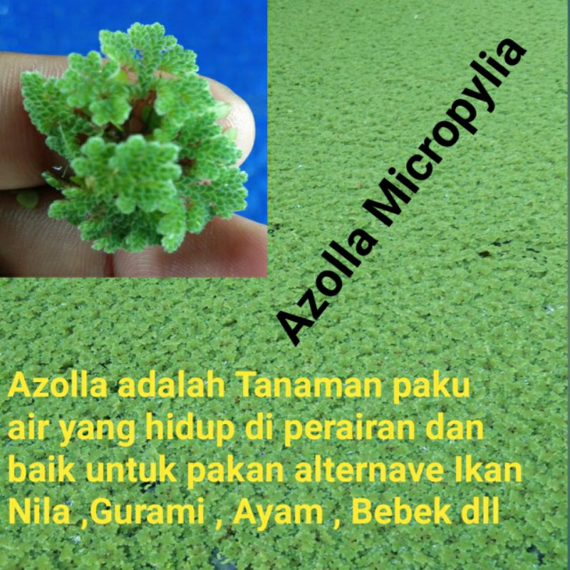 Jual Azolla Micropylia 2kg | Shopee Indonesia