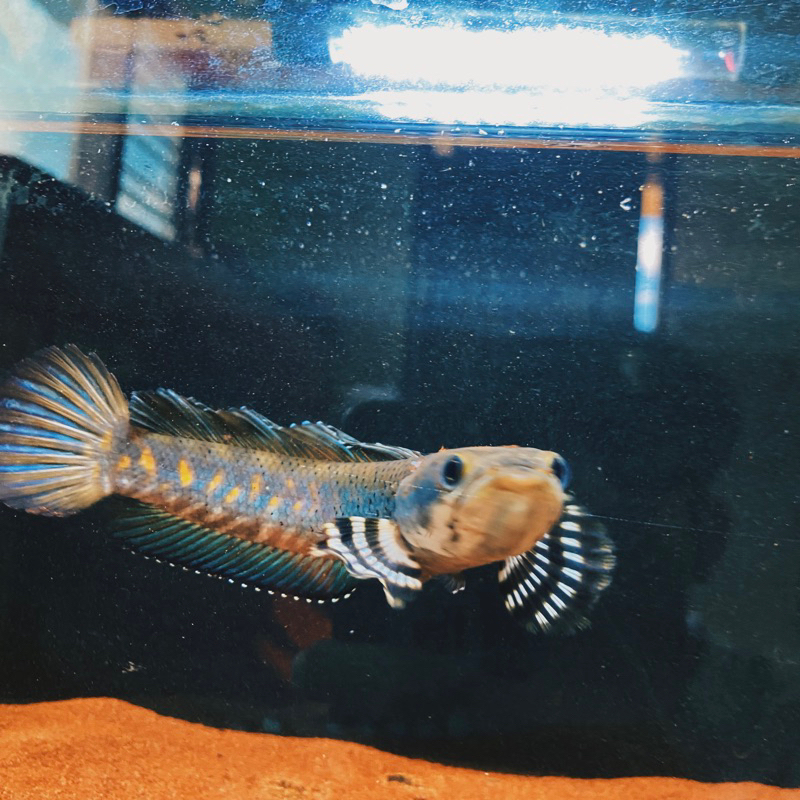 Jual PULCHRA FREYA | Shopee Indonesia