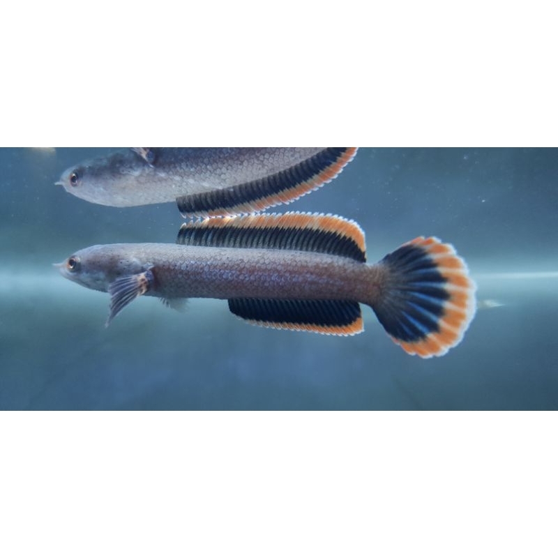 Jual Channa Limbata Lawu Spek Kontes | Shopee Indonesia
