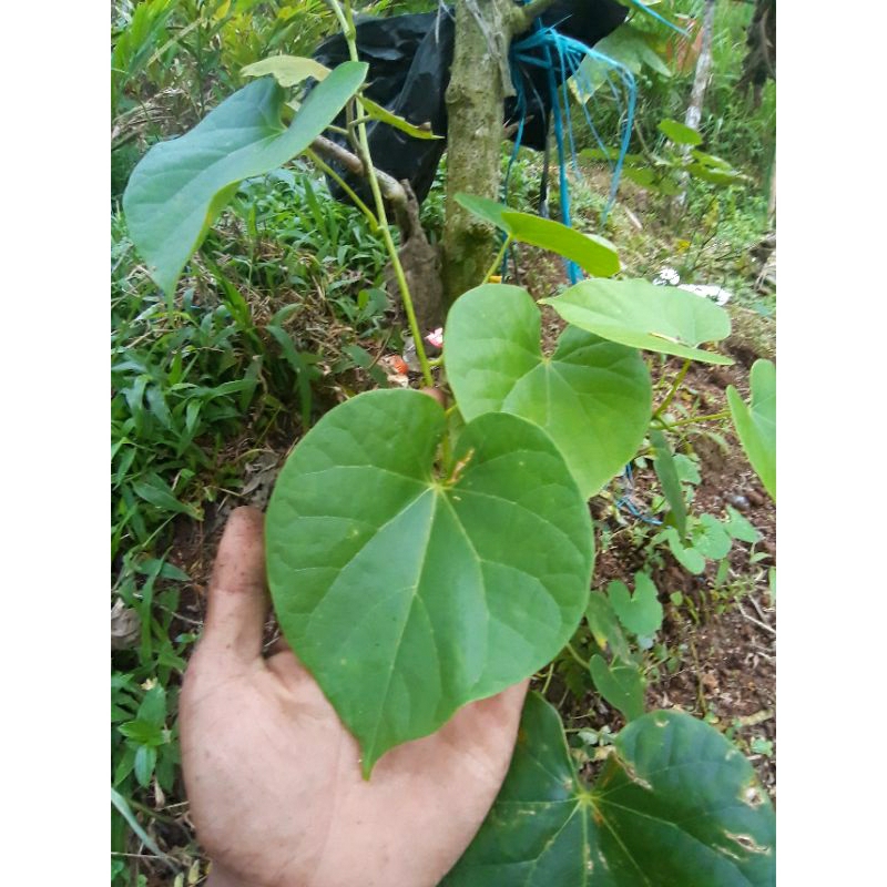 Jual Daun Batrawali Atau Daun Brotowali Perlembar Shopee Indonesia 7211