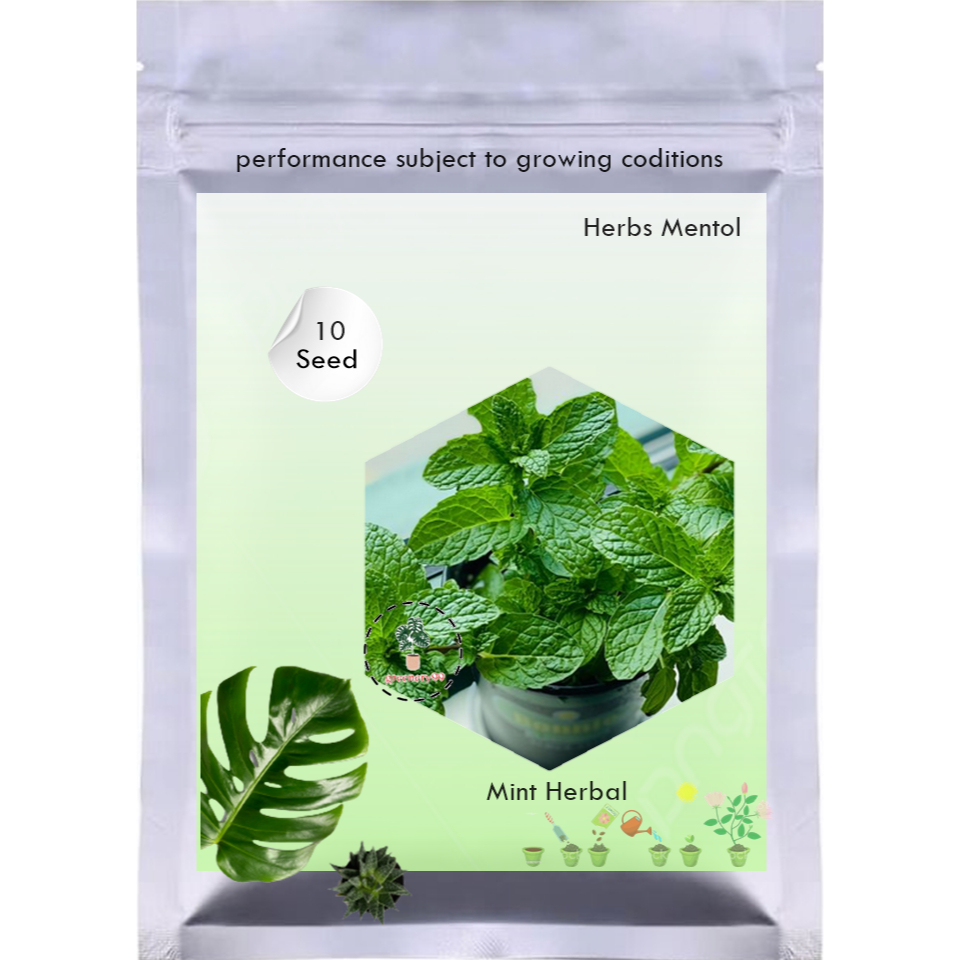 Jual 10 Bibit Daun Common Mint Herbal Benih Tanaman Sayuran Herbs