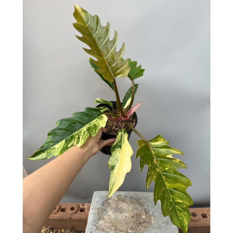 Jual Tanaman Hias Philodendron Caramel Merbel Philodendron Ring Of Fire variegata