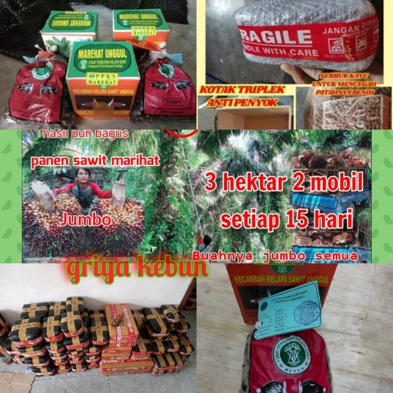 Jual Benih bibit kecambah sawit varietas DxP MARIHAT benih medan unggul ...