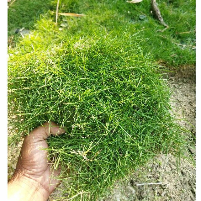 Jual Tanaman rumput jepang hidup atau rumput peking.Ukuran 15cm x 15cm ...