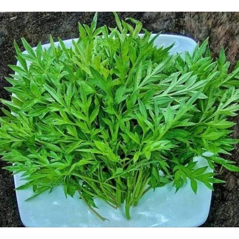 Jual Daun Kenikir Segar / Ulam Raja Randa Midang 250 Gram | Shopee ...