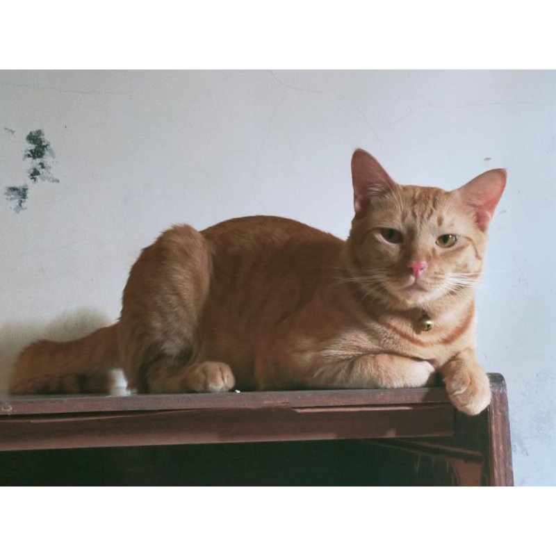 Jual FREE GRATIS UNTUK PENGIRIMAN KHUSUS AREA SURABAYA SAJA (HANYA