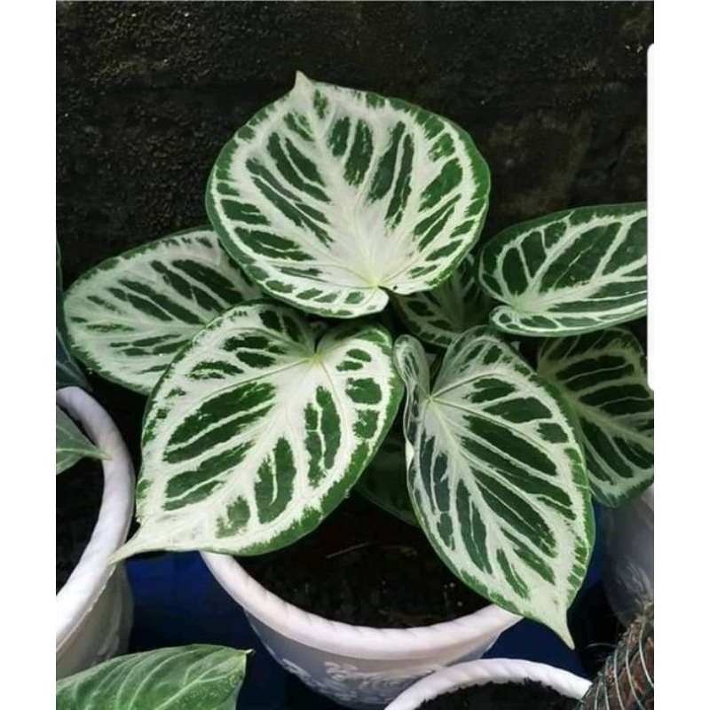 Jual Tanaman Hias Anthurium Dorayaki Silver Blush - Anturium Dorayaki |  Shopee Indonesia