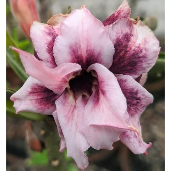 Jual Tanaman Hias Adenium Grafting THE MAROON(Size A) | Shopee Indonesia