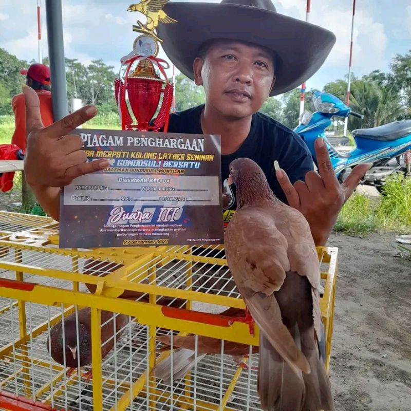 Jual PIL RAJA PUKUL 120 Butir jamu Merpati Tinggi pukul jamu merpati ...