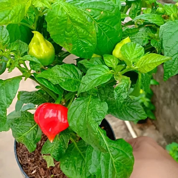 Jual Bibit Tanaman Hidup CABE PAPRIKA Bibit Pohon Cabai Paprika Reaper Dalam Polibag Shopee