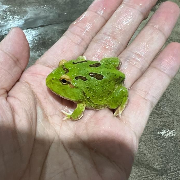 Jual Pacman frog kodok pacman green 4 spot | Shopee Indonesia