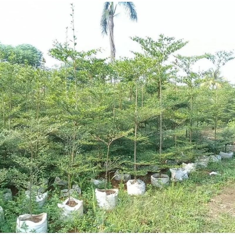 Jual tanaman hias ketapang kencana tinggi 2 meter pohon ketapang