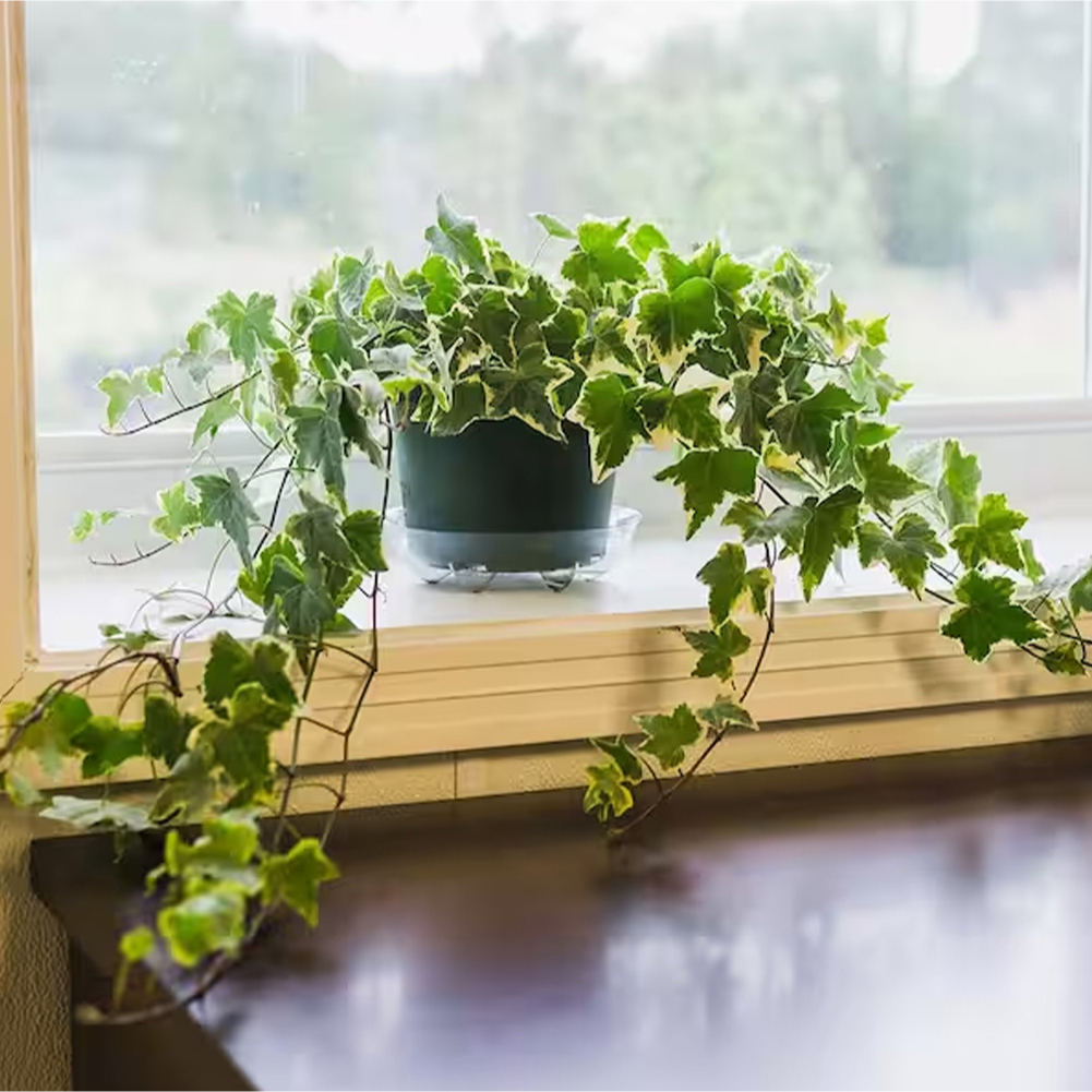 Jual english ivy plant Harga Terbaik & Termurah Juli 2024 | Shopee Indonesia