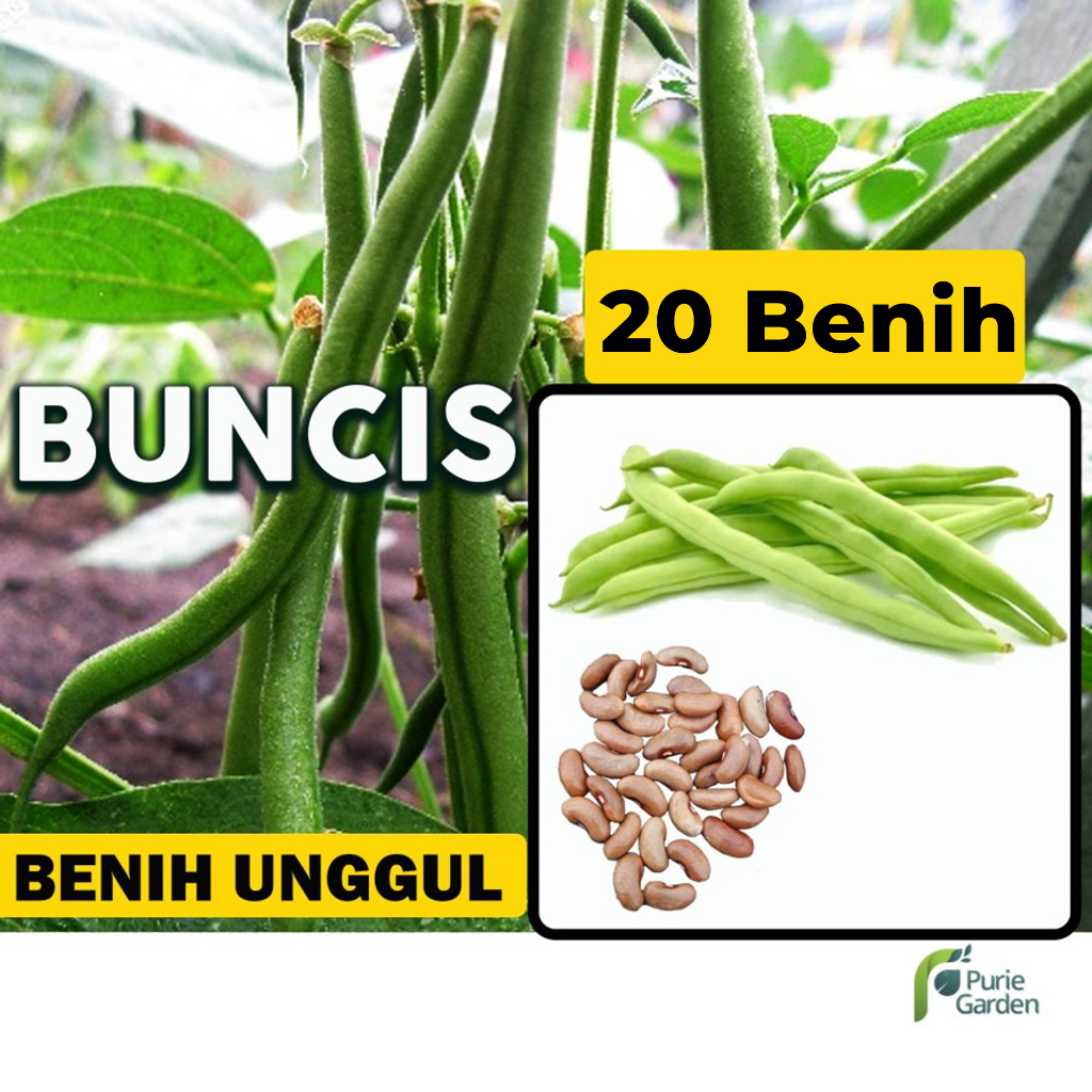 Jual Benih Bibit Buncis Benih Dua Ribuan Pg Sby Shopee Indonesia