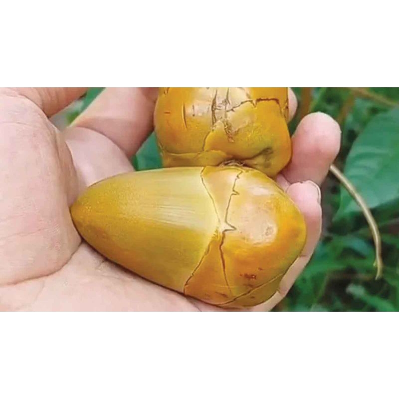 Jual tembuluk/bluluk kelapa muda kecil fres 10 biji Rp 19000 | Shopee ...