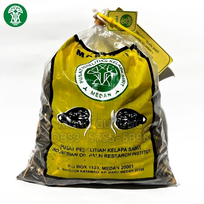 Jual Bibit Kecambah Sawit Unggul PPKS MAREHAT Varietas Marehat Marihat ...