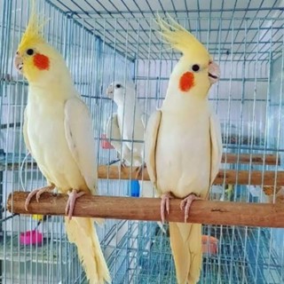 Harga cockatiel store