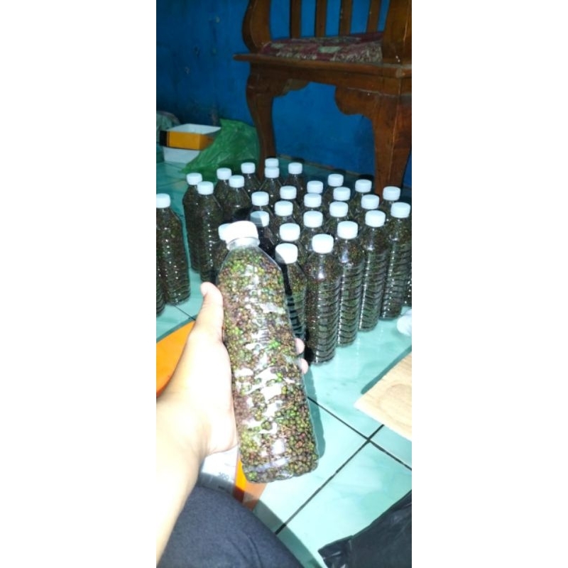 Jual Andaliman Segar Tuba Ittir Ittir Bumbu Khas Batak Ukuran 250 Gram