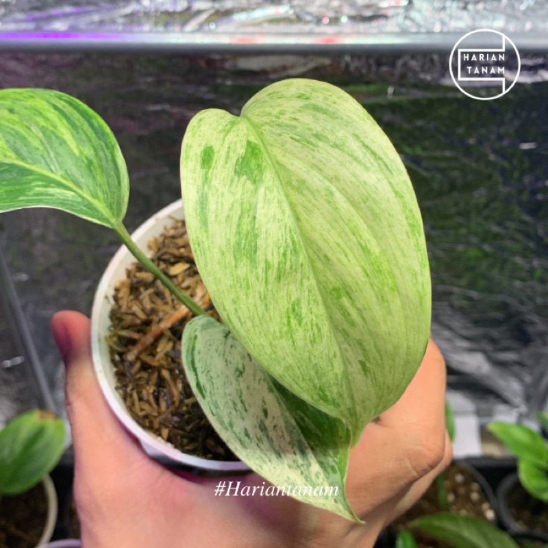 Jual Scindapsus Blue Albo Salaka / Scindapsus Sp Salaka variegata ...
